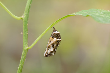 Chrysalis Butterfly.