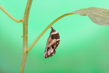 Chrysalis Butterfly.