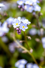 Natural background of forget-me flowers