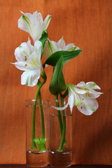 White Alstroemeria flowers