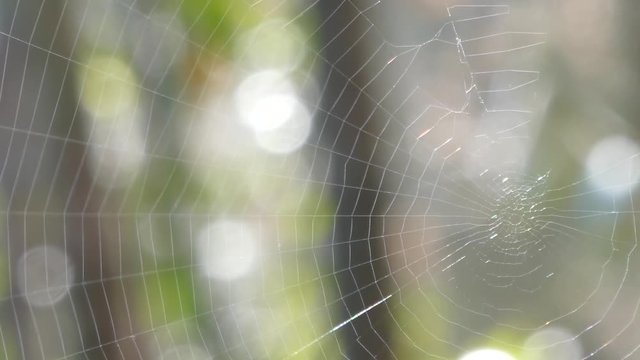 Spider web in a sunny day