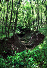 ravine in the green spring forest. long trunks are under the ravine. green grass