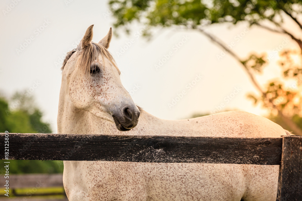 Canvas Prints horse of a farm