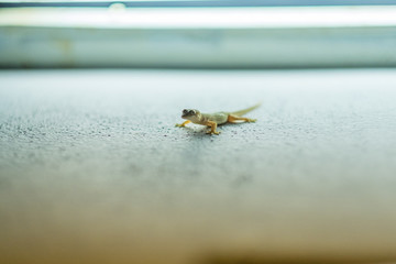 Gecko on a wall .(Selective focus)