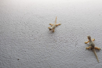 Gecko on a wall .(Selective focus)