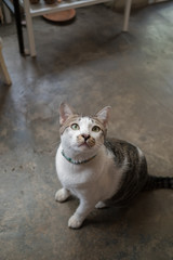 Asia,Thailand Cat  - (Selective focus)