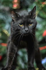black cat and christmas background with christmas tree