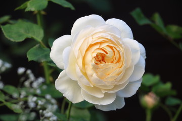 englische Rose Emanuel in Cremeweiß