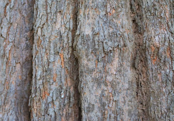 ฺBark wood from big tree texture.