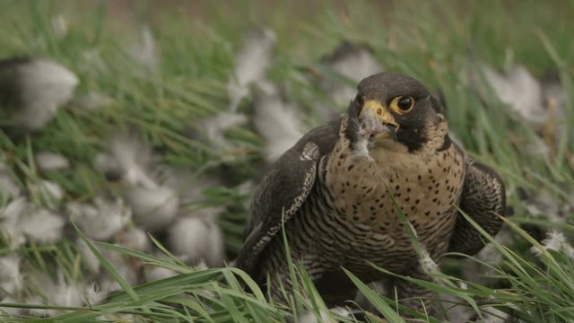 Peregrine falcon with hunted crow - 5k red epic footage