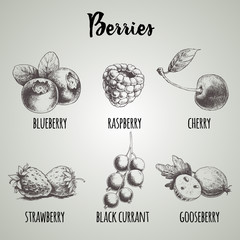 Hand drawn sketch style different berries set. Blueberry bunch, raspberry, cherry, strawberry, black currant branch and gooseberry. Organic eco food.
