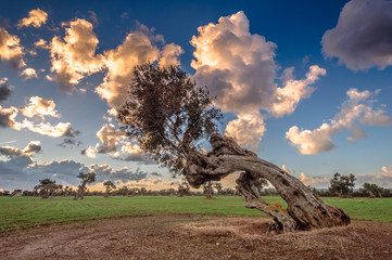Ulivo secolare Puglia © Samuele Gallini