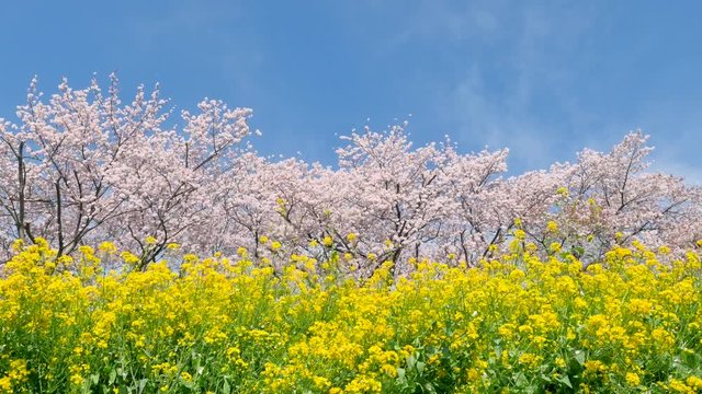 風景　桜