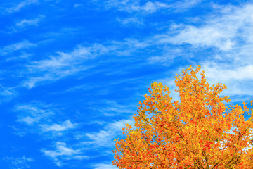 Fototapeta premium プラタナスの黄葉