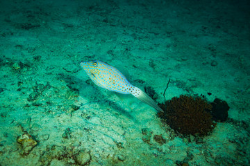 Fish on a reef