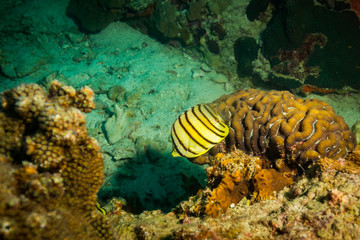 Fish on a reef