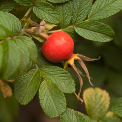 red hips of a dogrose on a branch with green leaves