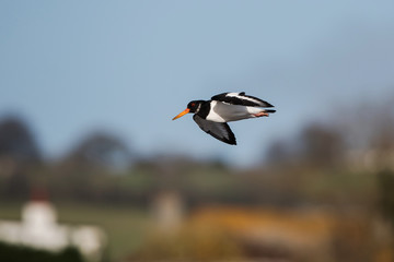 Eurasian Oystercatcher, Haematopus ostralegus