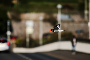 Eurasian Oystercatcher, Haematopus ostralegus