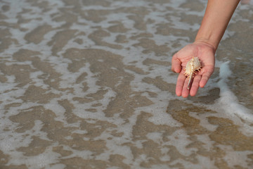 A shell on woman's hands
