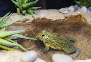 Африканская жаба-водонос ( лягушка-бульдог)