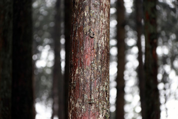 The trunk of pine after rain in the pine forest. an evergreen coniferous tree that has clusters of long needle-shaped leaves. soft timber, which is widely used for furniture and pulp.