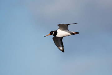 Eurasian Oystercatcher, Haematopus ostralegus