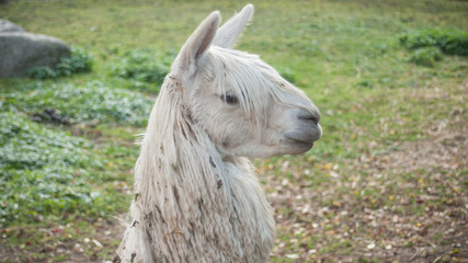 portrait de lama blanc
