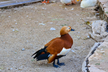 Brown duck in zoo