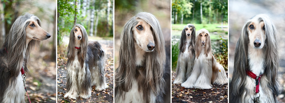 Luxury Afghan hounds, dogs. Collage, set, 5 photos. Beauty salon, grooming, dog care, hairstyles for dogs, dog stylist