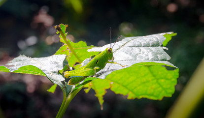 Grasshopper perching on a leaf