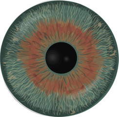 Eye iris -  Realistic vector  - Eye iris vector texture - Hazel