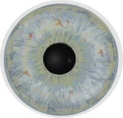 Eye iris -  Realistic vector  - Eye iris vector texture - Light blue