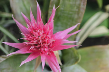 Aechmea fasciata, exotic flower background. Pink red flower of Silver-Vase, Urn Plant, Aechmea fasciata, Bromeliaceae.