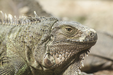 Green iguana or Common iguana / Is a species of iguana native to Central and South America
