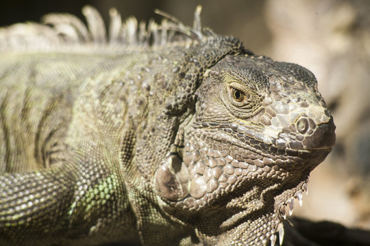 Green iguana or Common iguana / Is a species of iguana native to Central and South America