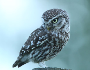 Chevêche d'Athèna à l'affût!