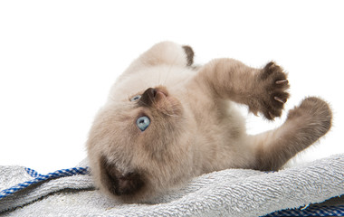 lop-eared scottish kitten isolated