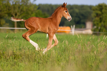 .Foal in the evening light on the pasture