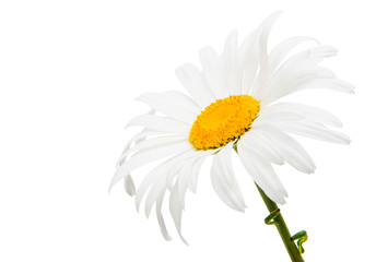 white daisy isolated