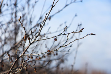 close-up brown Autumn branches without a leaf, light blue sky background