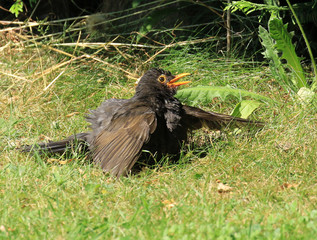 Merle noir prenant un bain de soleil!