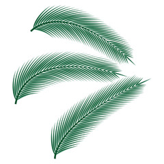 Fototapeta na wymiar Tropical Palm Leaves. Vector illustration.