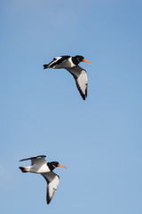 Eurasian Oystercatcher, Haematopus ostralegus