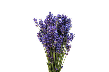 bouquet of lavender isolated