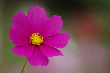 Fototapeta premium コスモス2