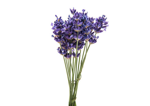 Fototapeta bouquet of lavender isolated