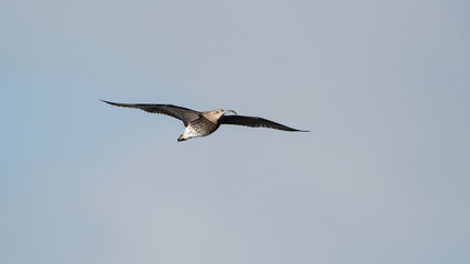 Eurasian Curlew, Curlew, Numenius arquata
