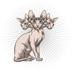 Cat of the Sphynx breed. A cat with three heads.