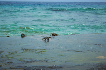 crabs between waves